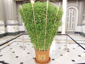 Alfàbega de Bétera en el Salón de Cristal del Ayuntamiento de Valencia